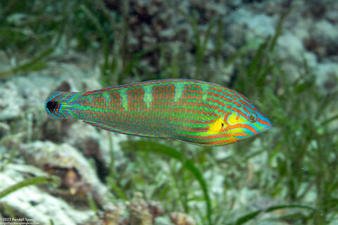 Halichoeres melanurus (Pinstriped Wrasse)