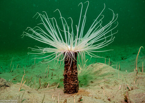 Pachycerianthus fimbriatus (Tube-Dwelling Anemone)