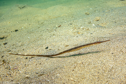 Syngnathus leptorhynchus (Bay Pipefish)