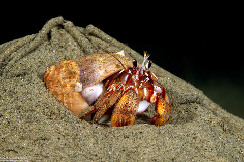 Pagurus armatus (Blackeyed Hermit Crab)