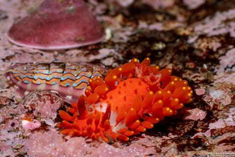 Limacia cockerelli (Cockerell's Dorid)