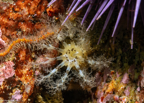 Cucumaria piperata (Peppered Sea Cucumber)