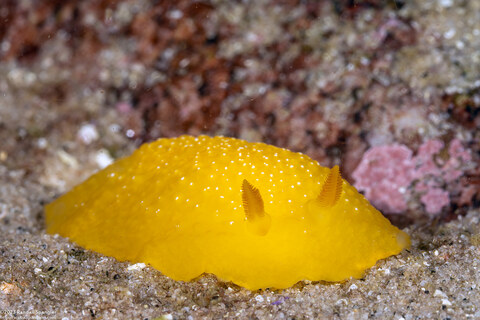 Doriopsilla fulva (White-Speckled Dorid)