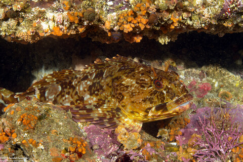 Scorpaenichthys marmoratus (Cabezon)