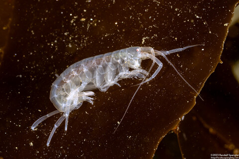Sunamphitoe humeralis (Kelp Amphipod)