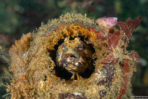 Neoclinus blanchardi (Sarcastic Fringehead)