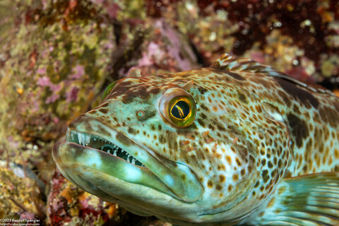 Ophiodon elongatus (Lingcod)