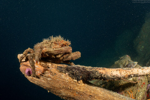Album cover photo for Monastery Beach - November 2023