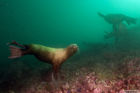 Zalophus californianus (California Sea Lion)