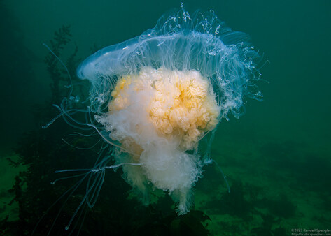 Phacellophora camtschatica (Egg-Yolk Jelly)