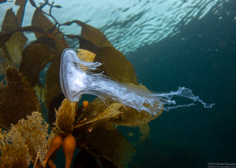 Album cover photo for Point Lobos - November 2023