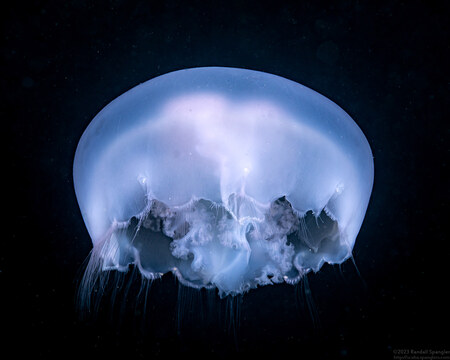 Aurelia aurita (Moon Jelly)