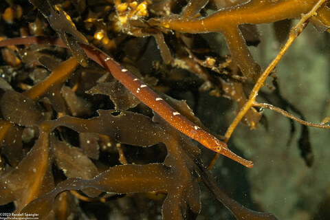 Syngnathus leptorhynchus (Bay Pipefish)