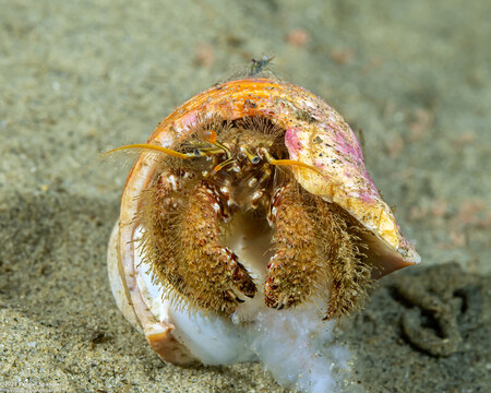Paguristes ulreyi (Furry Hermit Crab)