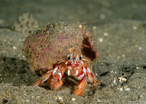 Pagurus armatus (Blackeyed Hermit Crab)