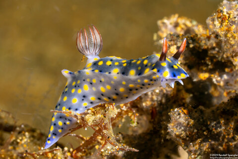 Hypselodoris confetti (Confetti Hypselodoris)