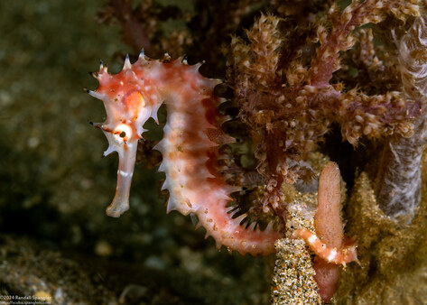 Hippocampus histrix (Thorny Seahorse)