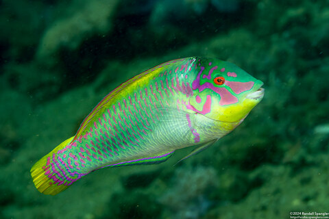 Halichoeres scapularis (Zigzag Wrasse)