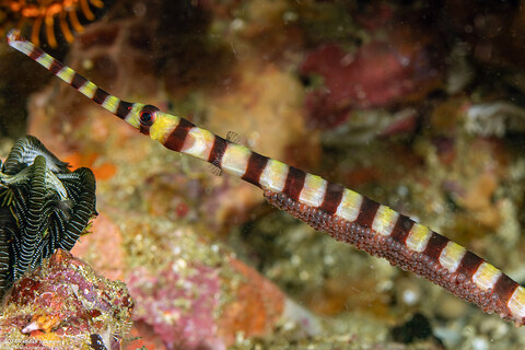 Dunckerocampus dactyliophorus (Ringed Pipefish)