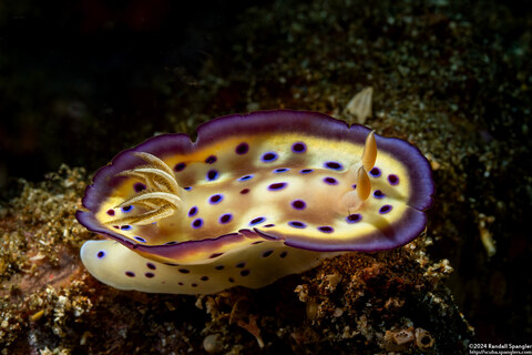 Goniobranchus kuniei (Kunie's Chromodoris)