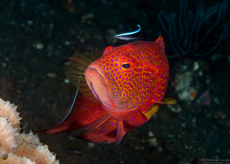 Labroides dimidiatus (Bluestreak Cleaner Wrasse)