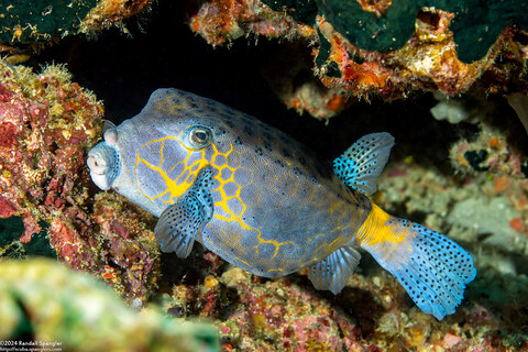 Ostracion cubicum (Yellow Boxfish)