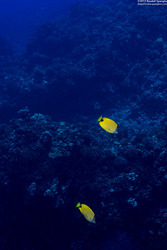 Chaetodon miliaris (Milletseed Butterflyfish)