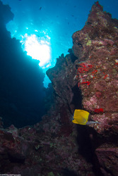 Forcipiger flavissimus (Common Longnose Butterflyfish)