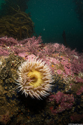 Urticina piscivora (Fish-Eating Urticina)