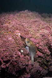 Sebastes atrovirens (Kelp Rockfish)
