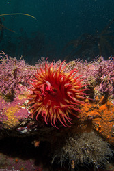 Urticina eques (White-Spotted Rose Anemone)