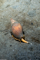 Megasurcula carpenteriana (Carpenter's Turrid)