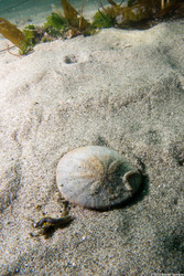 Dendraster excentricus (Sand Dollar); Urchin test (skeleton)