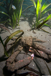 Loxorhynchus crispatus (Masking Crab)