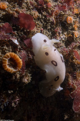 Diaulula sandiegensis (San Diego Dorid)