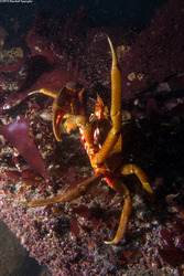 Pugettia producta (Northern Kelp Crab)