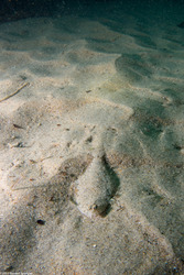 Citharichthys stigmaeus (Speckled Sanddab)