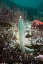 Stylatula elongata (White Sea Pen)