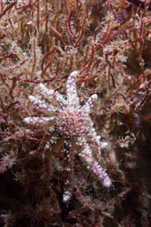 Pycnopodia helianthoides (Sunflower Star)
