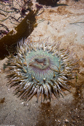 Anthopleura sola (Sunburst Anemone)
