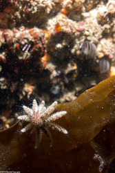 Pycnopodia helianthoides (Sunflower Star)