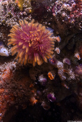 Eudistylia polymorpha (Feather Duster Worm)