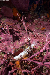 Pseudocnus lubricus (Fisher's Sea Cucumber)