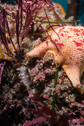 Dendronotus albus (White Dendronotus)