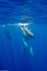 Stenella longirostris (Spinner Dolphin)