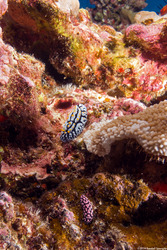 Phyllidia varicosa (Varicose Phyllidia)