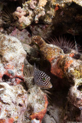 Canthigaster jactator (Hawaiian Whitespotted Toby)