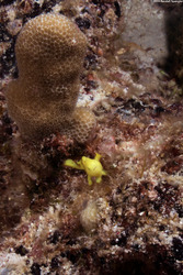 Antennarius commerson (Commerson's Frogfish)