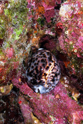 Cypraea tigris (Tiger Cowry)
