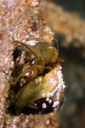 Pagurus granosimanus (Grainyhand Hermit Crab)